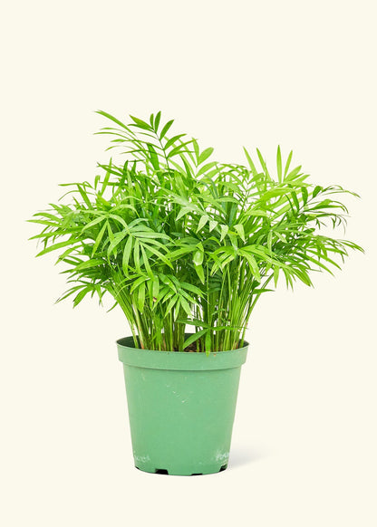 parlor palm pet safe Parlor Palm (Chamaedorea elegans) – Hey Rooted