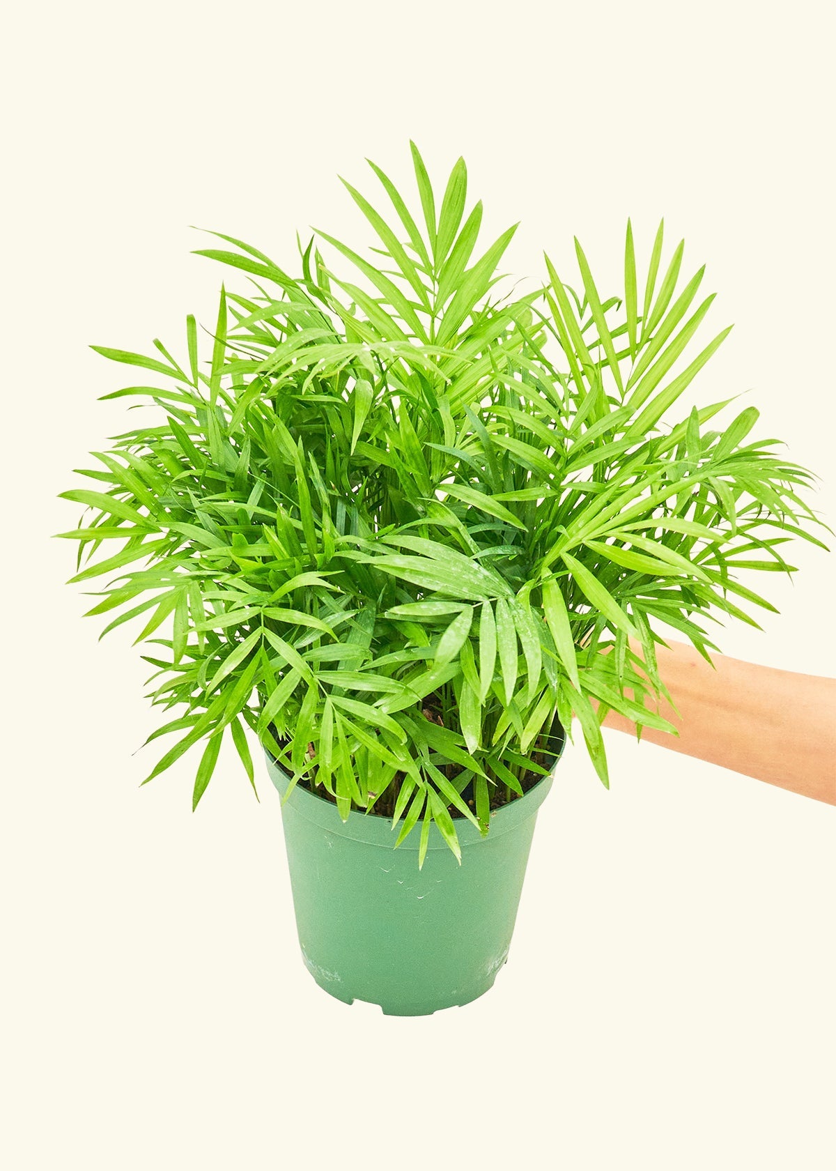 Parlor Palm in a 6 inches grow pot