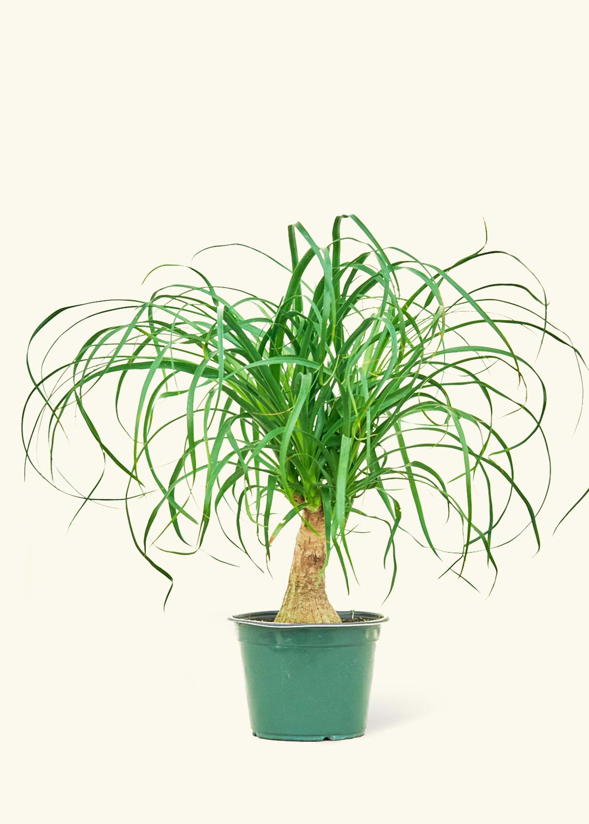 Ponytail Palm in a 6 inches grow pot
