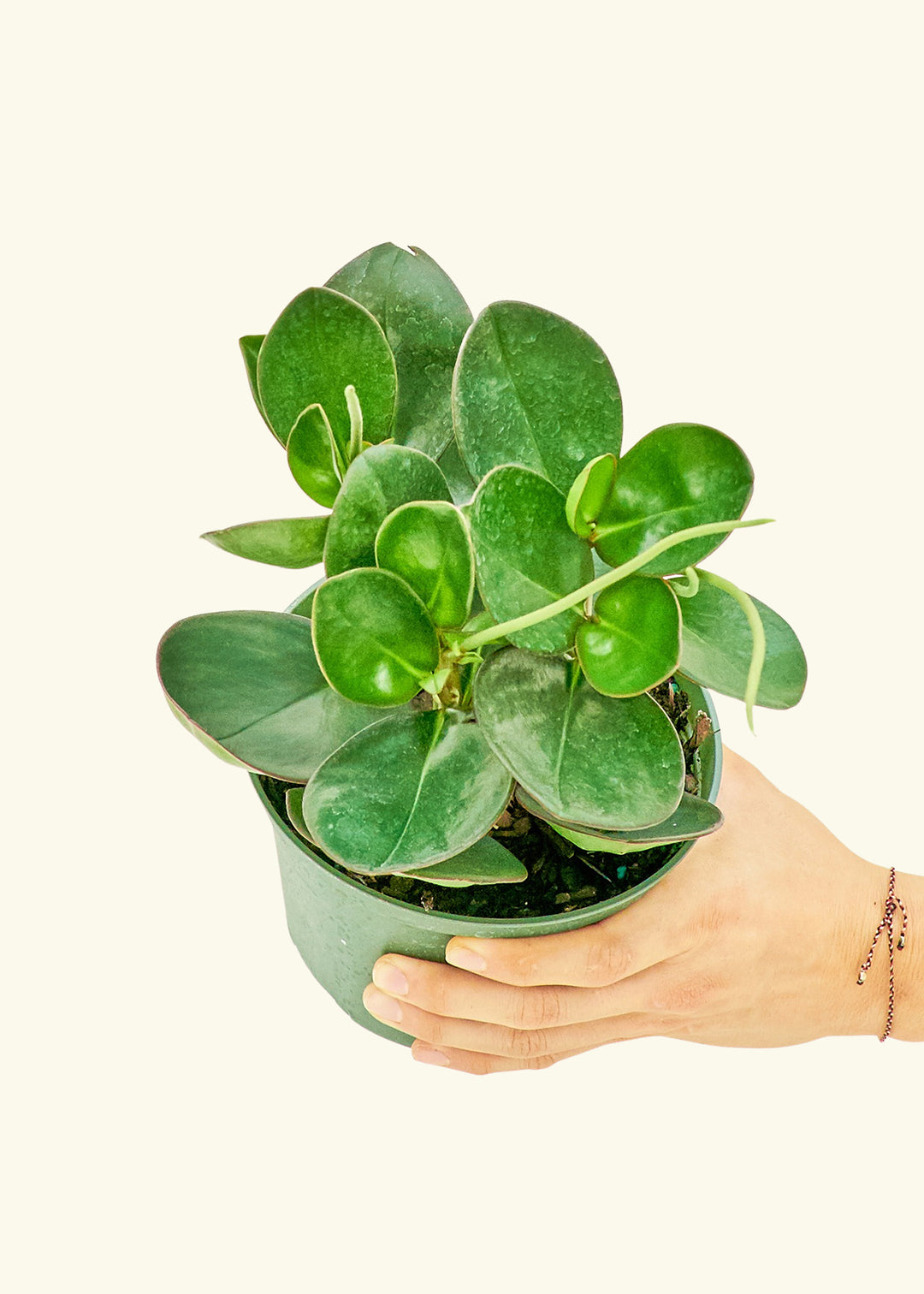 Baby Rubber Plant in a 6 inches grow pot