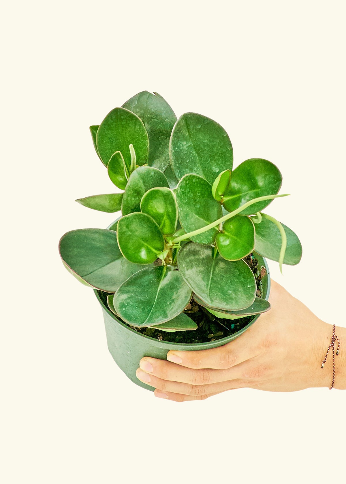 Baby Rubber Plant in a 6 inches grow pot