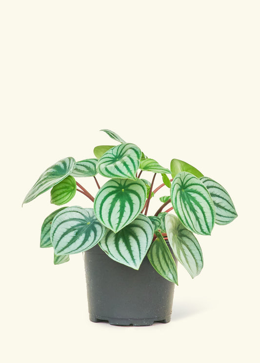 Watermelon Peperomia in a 6 inches grow pot
