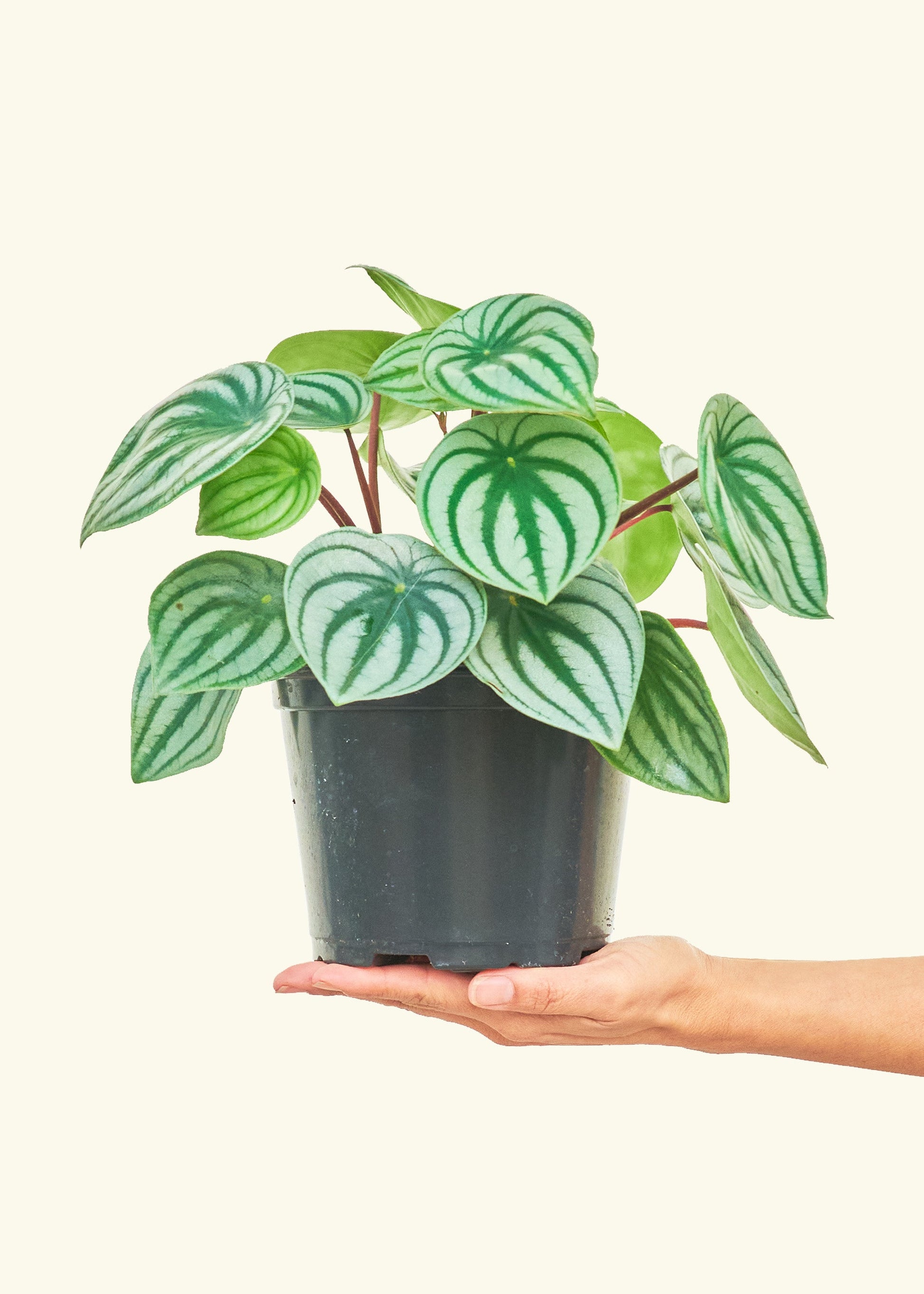 Watermelon Peperomia in a 6 inches grow pot
