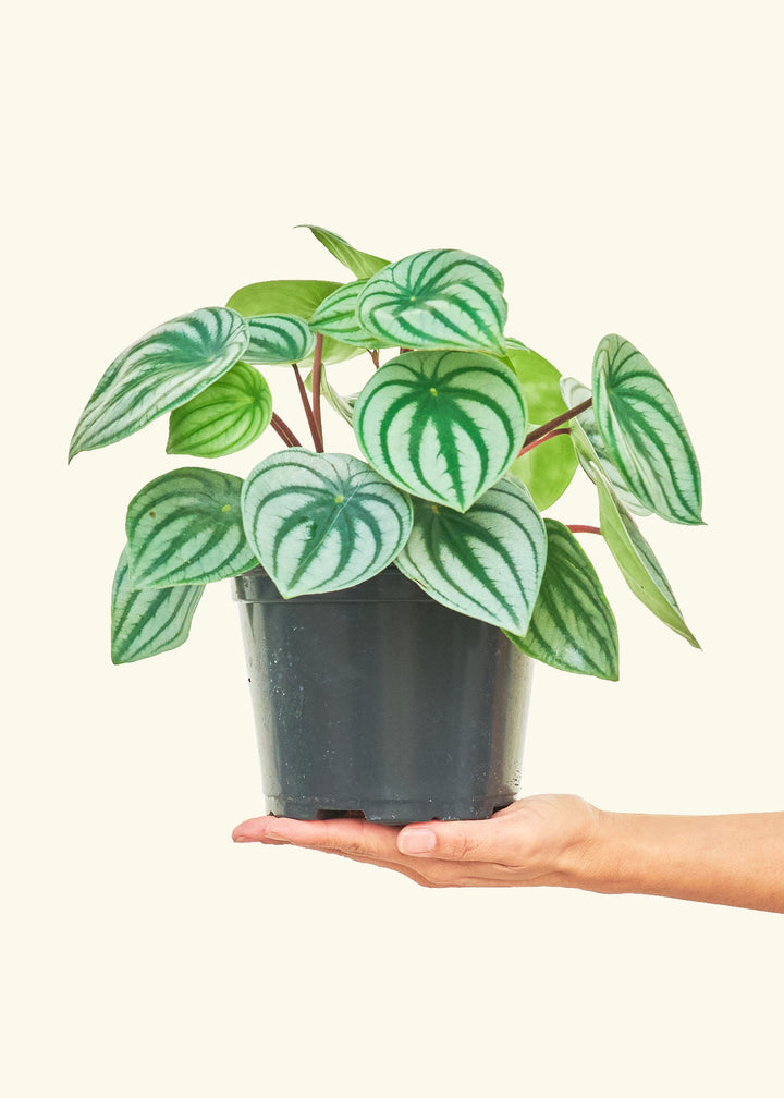 Watermelon Peperomia in a 6 inches grow pot