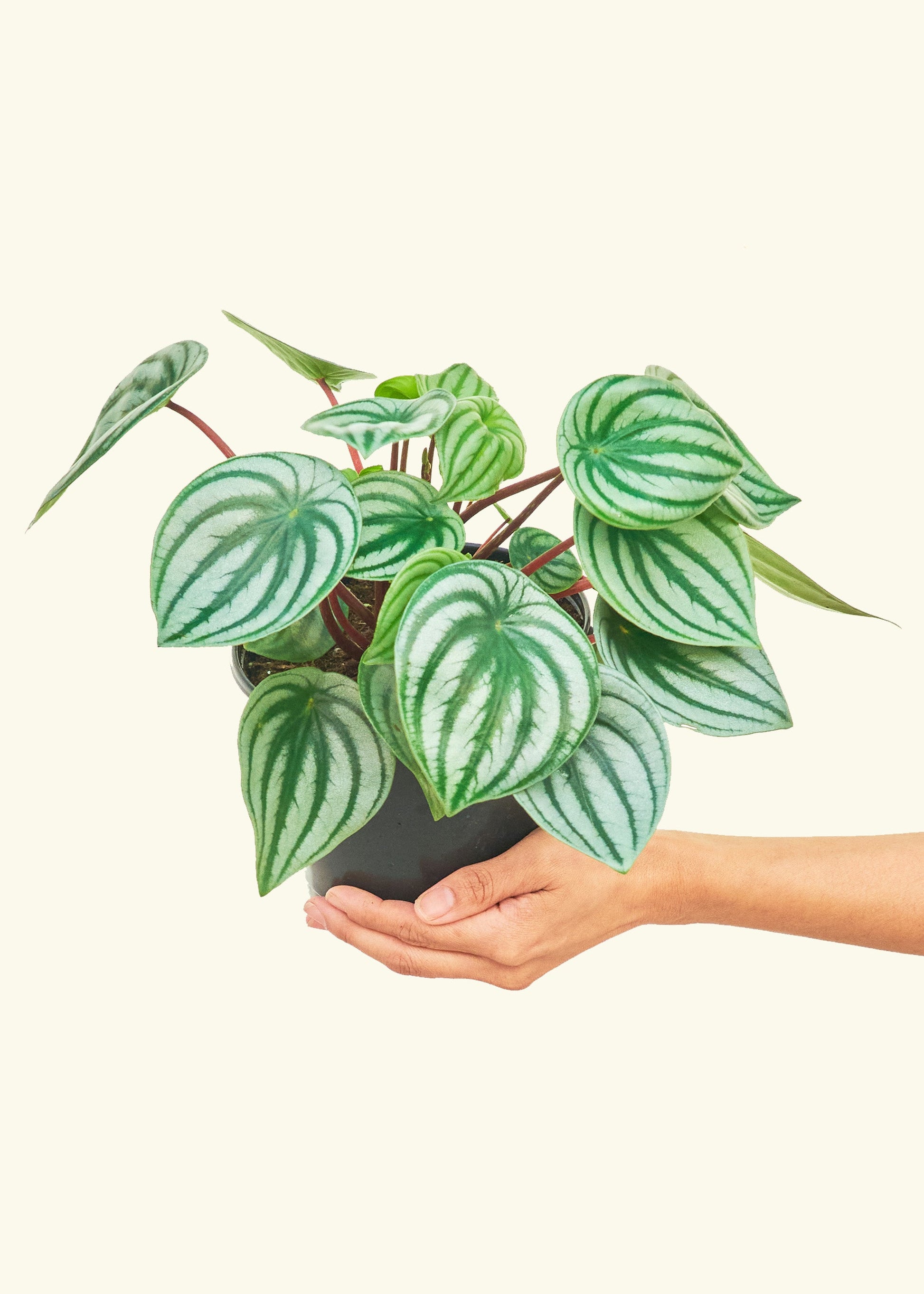 Watermelon Peperomia in a 6 inches grow pot