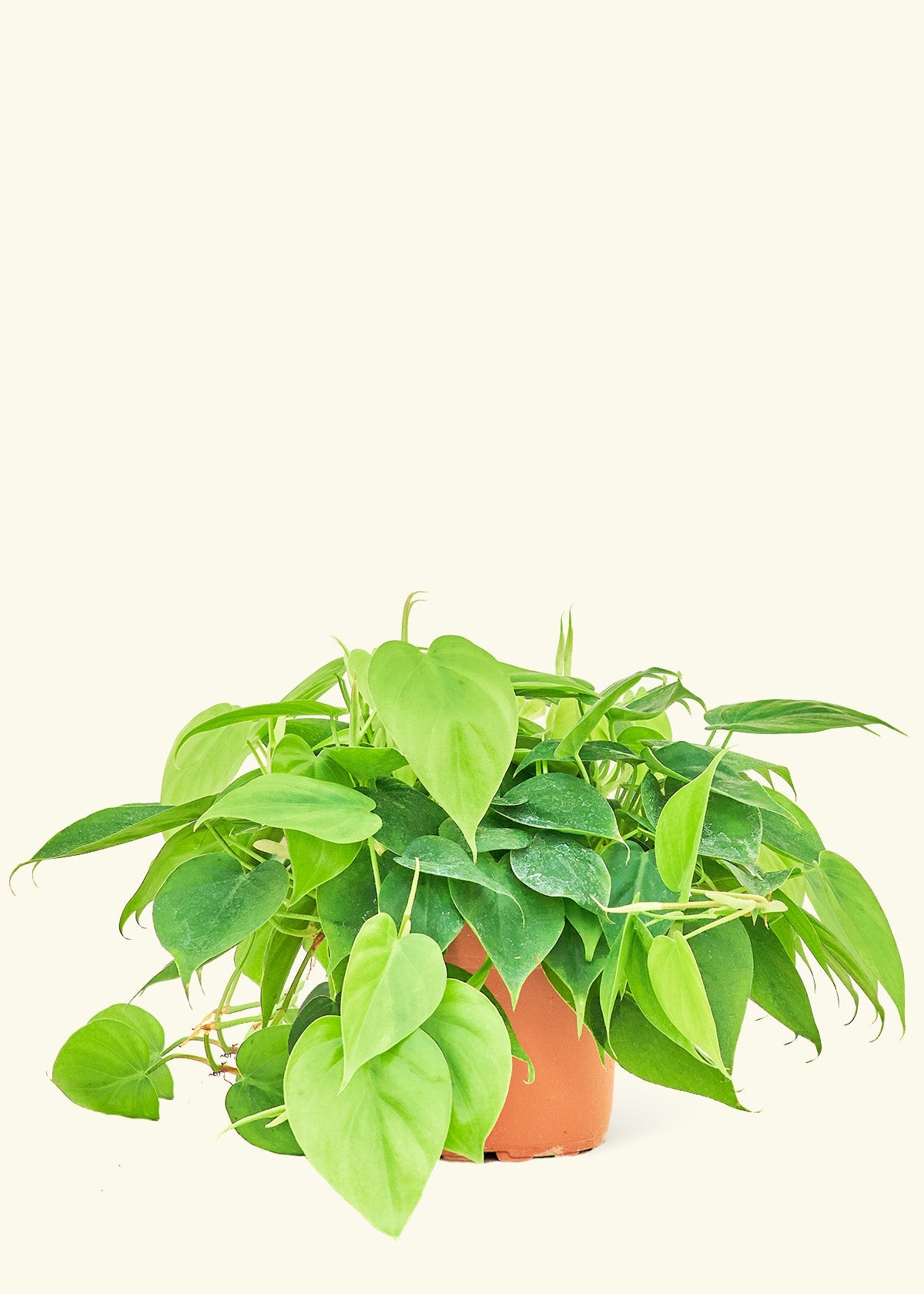 heartleaf philodendron new growth Heartleaf Philodendron – Hey Rooted
