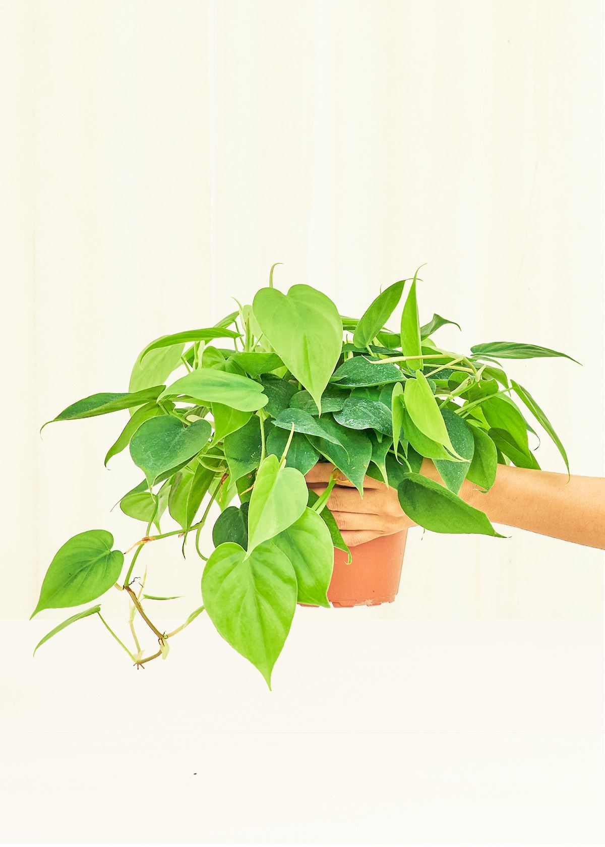 Philodendron Neon in a 6 inches grow pot