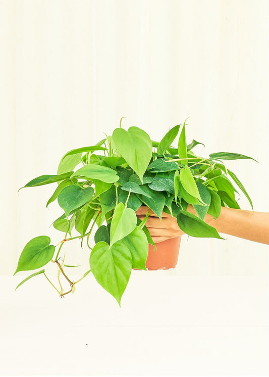 Philodendron Neon in a 6 inches grow pot