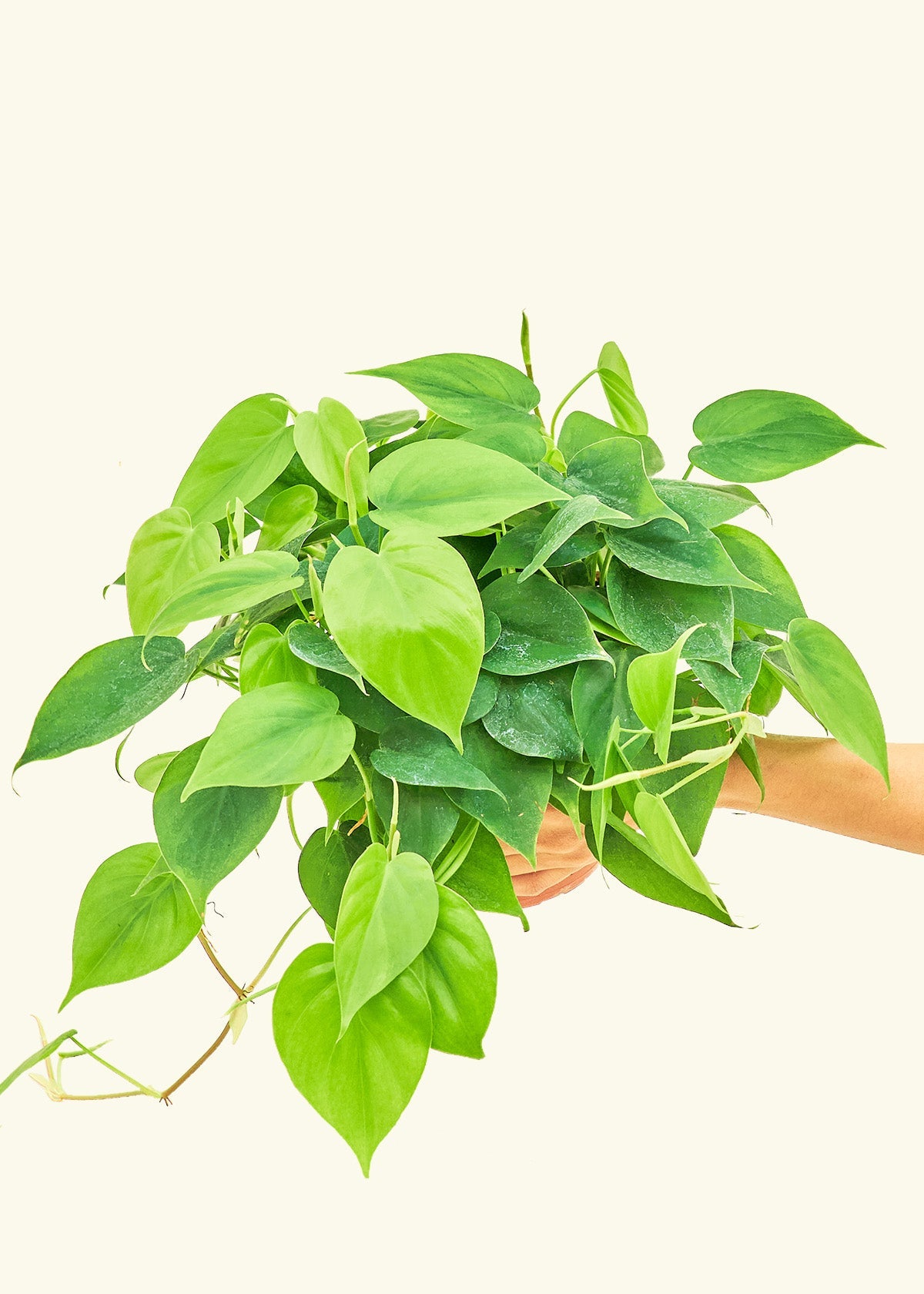 heartleaf philodendron height Heartleaf Philodendron – Hey Rooted