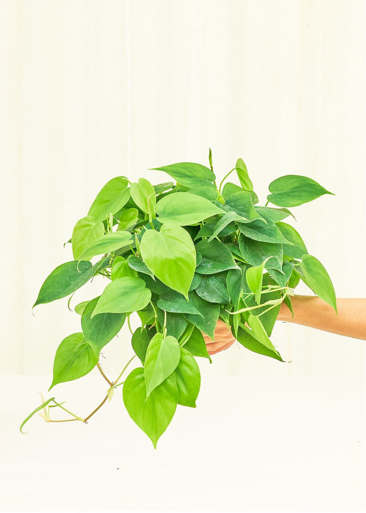 Philodendron Neon in a 6 inches grow pot