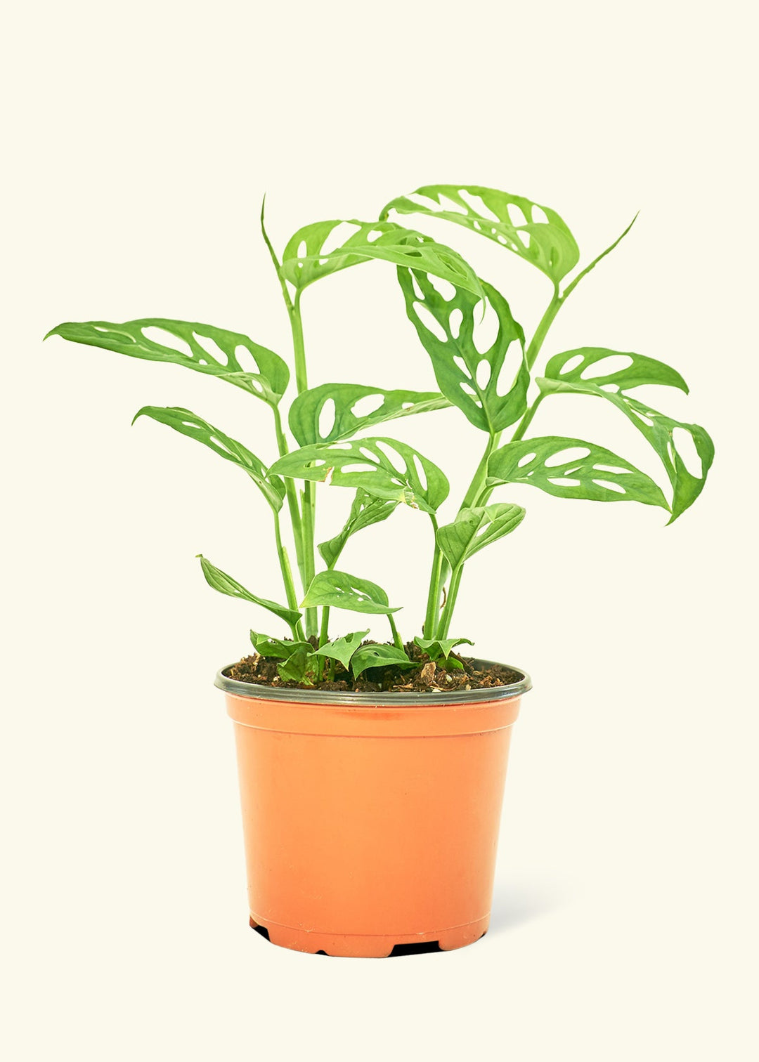 Swiss Cheese Vine in a 6 inches grow pot