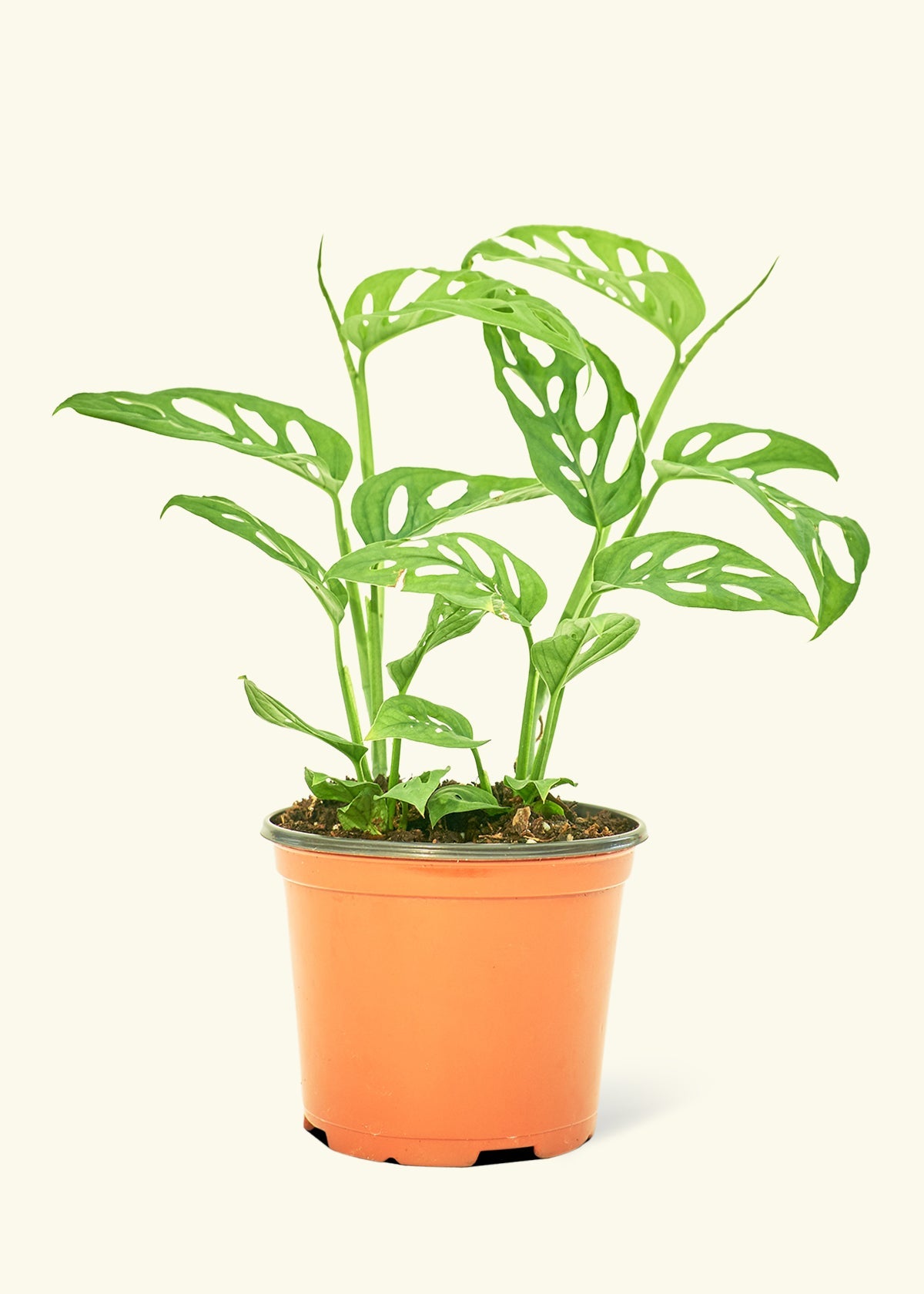 Swiss Cheese Vine in a 6 inches grow pot