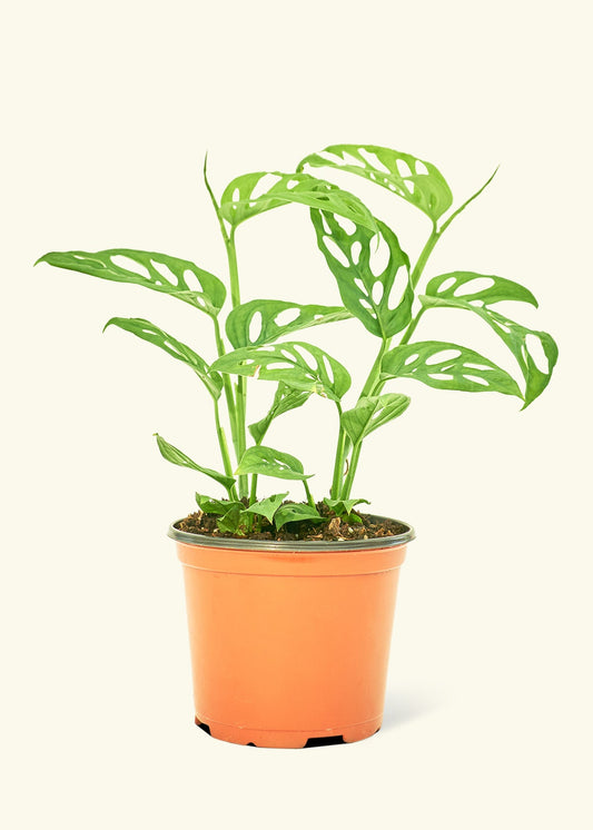Swiss Cheese Vine in a 6 inches grow pot
