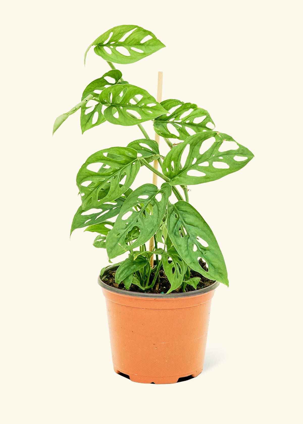 Swiss Cheese Vine in a 6 inches grow pot
