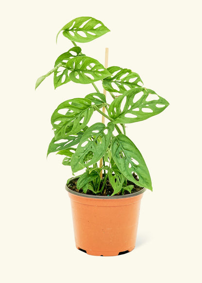 Swiss Cheese Vine in a 6 inches grow pot