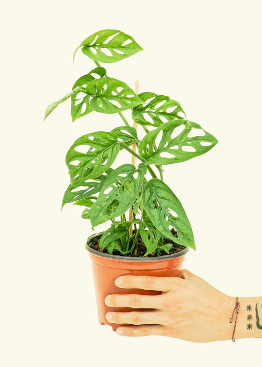 Swiss Cheese Vine in a 6 inches grow pot