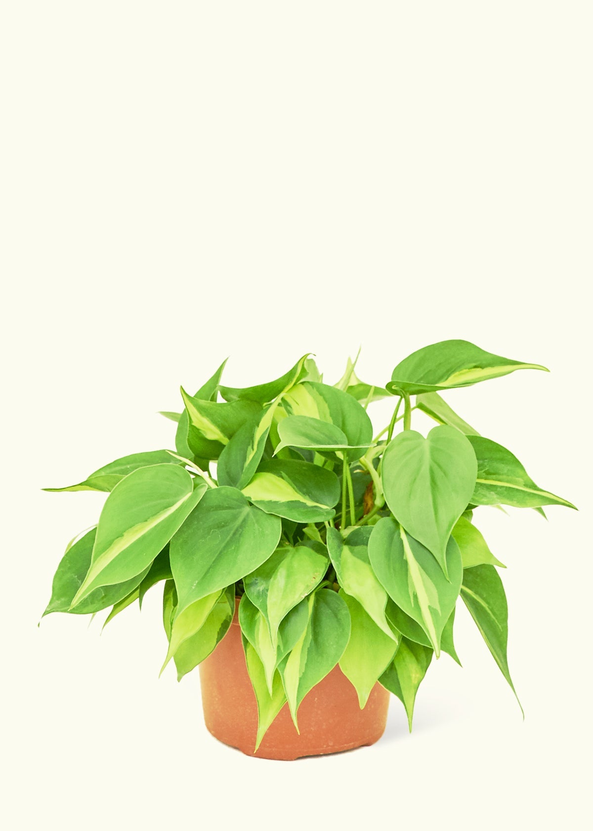 Philodendron Brazil in a 6 inches grow pot