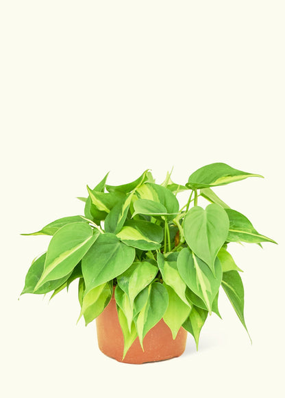 Philodendron Brazil in a 6 inches grow pot