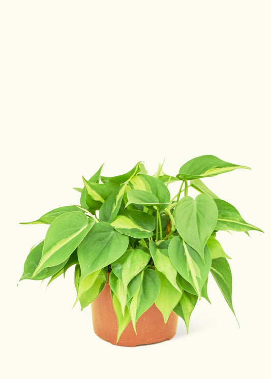 Philodendron Brazil in a 6 inches grow pot