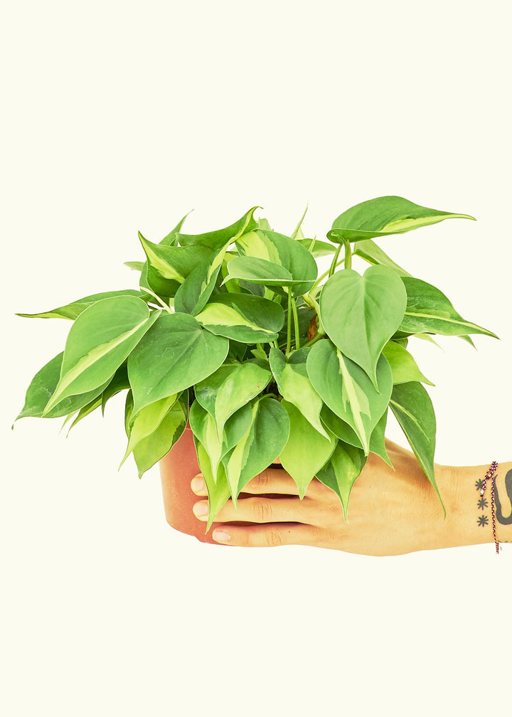Philodendron Brazil in a 6 inches grow pot