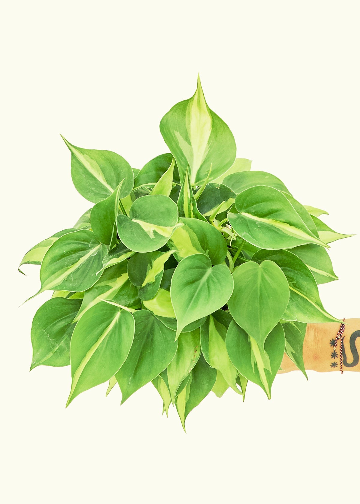 Philodendron Brazil in a 6 inches grow pot