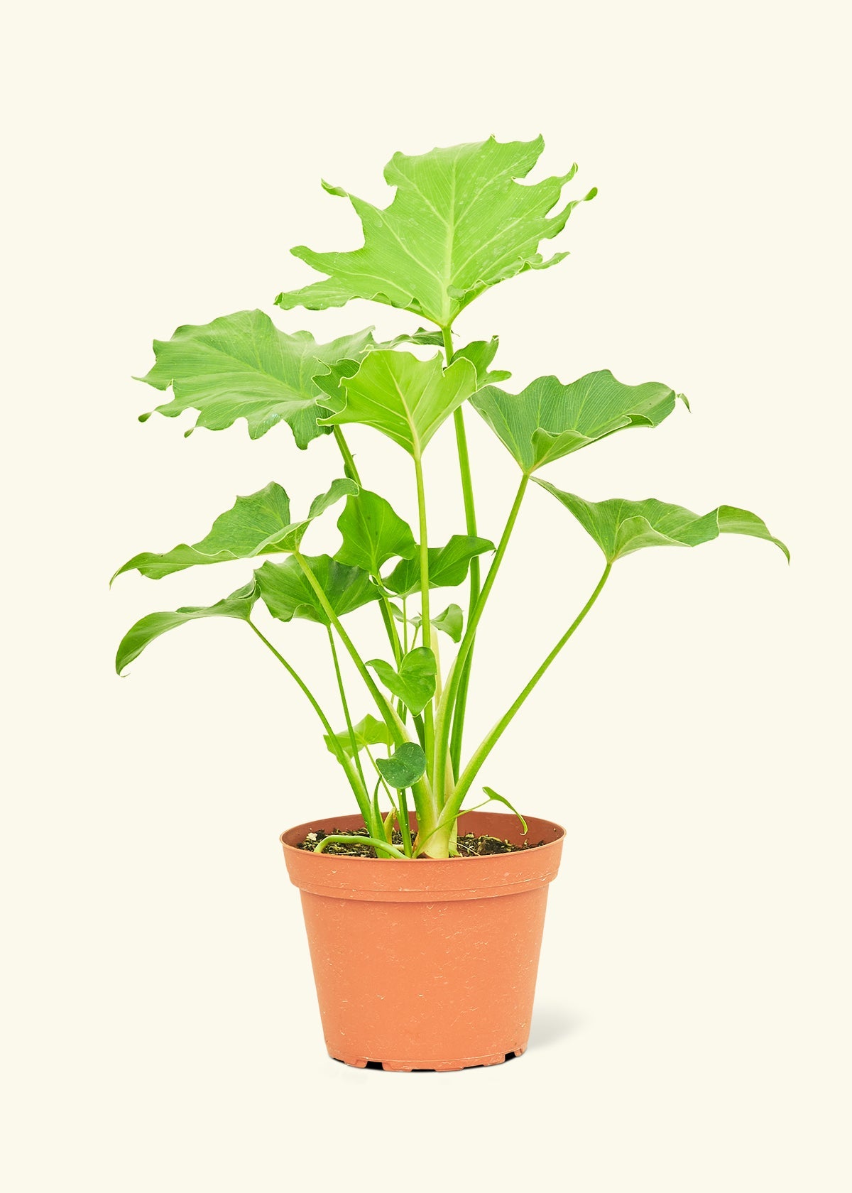 Philodendron Little Hope in a 6 inches grow pot