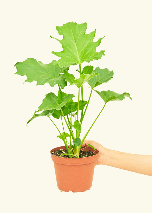Philodendron Little Hope in a 6 inches grow pot