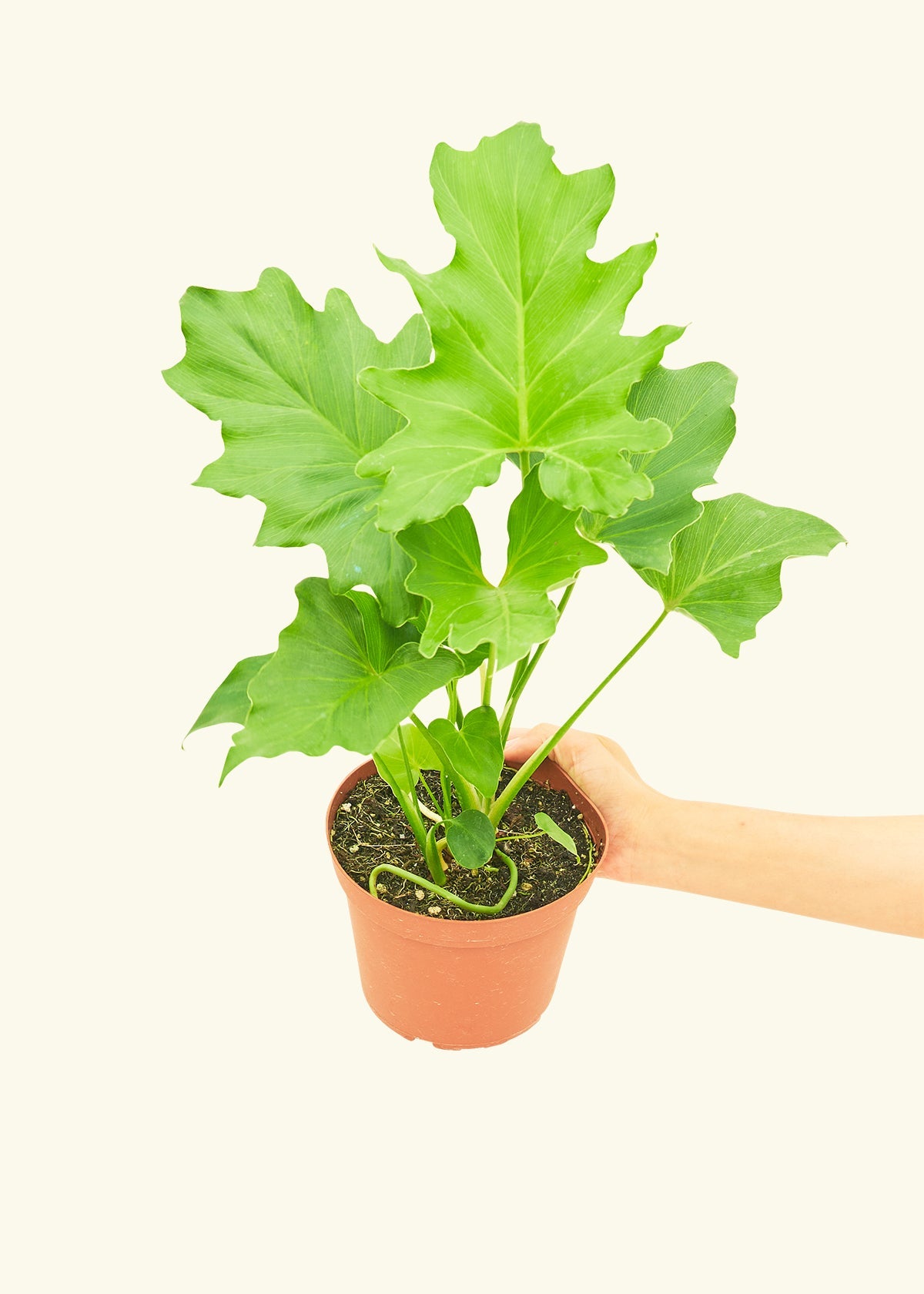 Philodendron Little Hope in a 6 inches grow pot