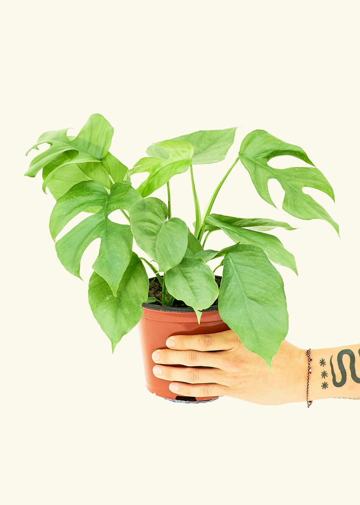 Mini Monstera in a 6 inches grow pot