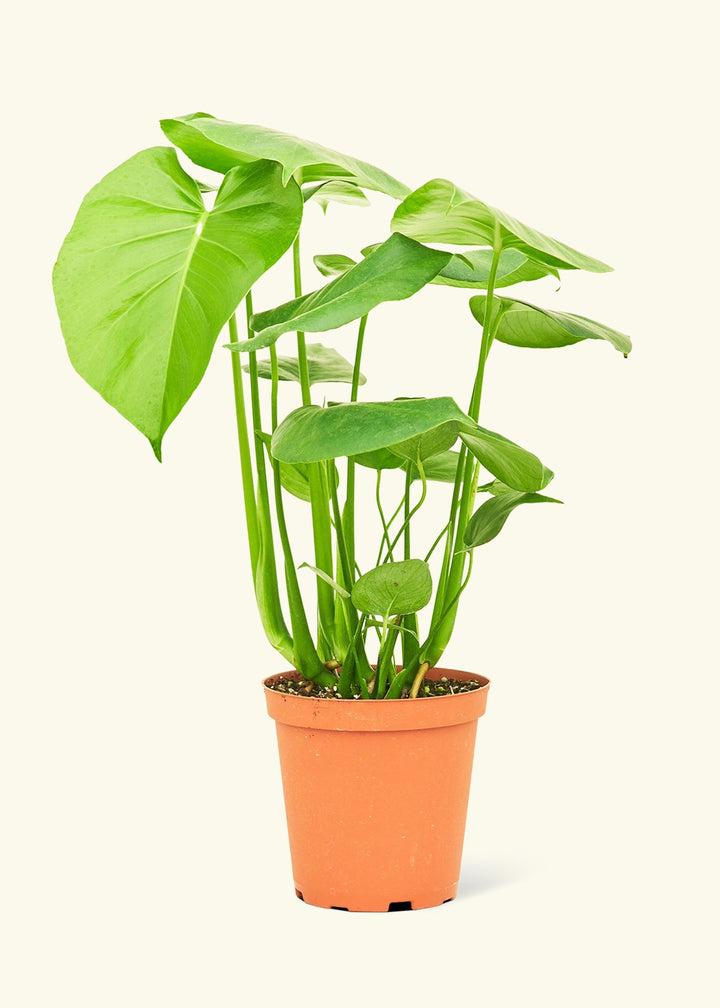 Swiss Cheese Plant in a 6 inches grow pot