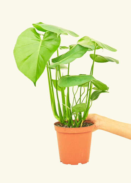Swiss Cheese Plant in a 6 inches grow pot