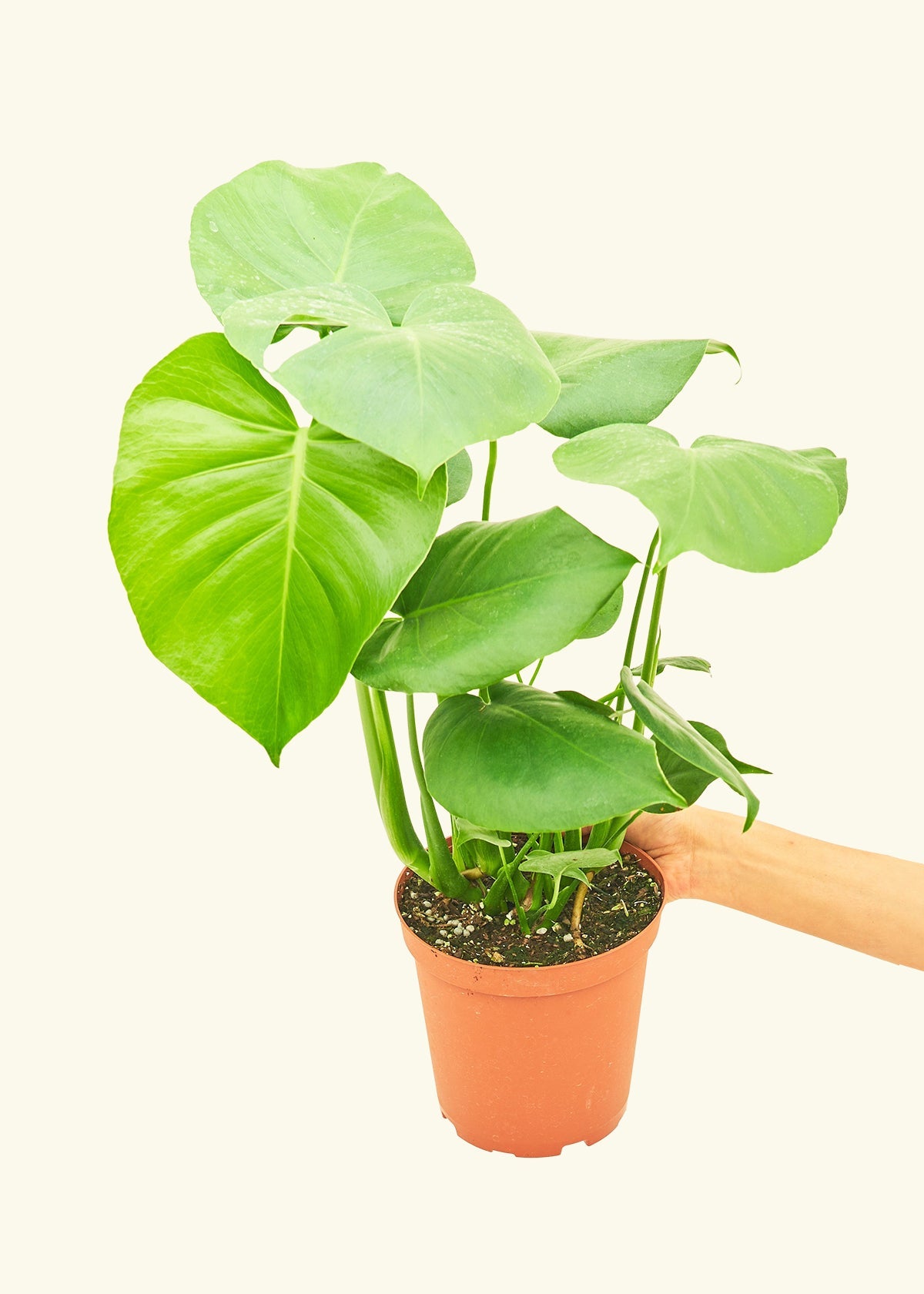 Swiss Cheese Plant in a 6 inches grow pot