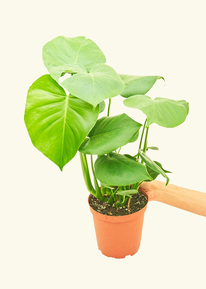 Swiss Cheese Plant in a 6 inches grow pot