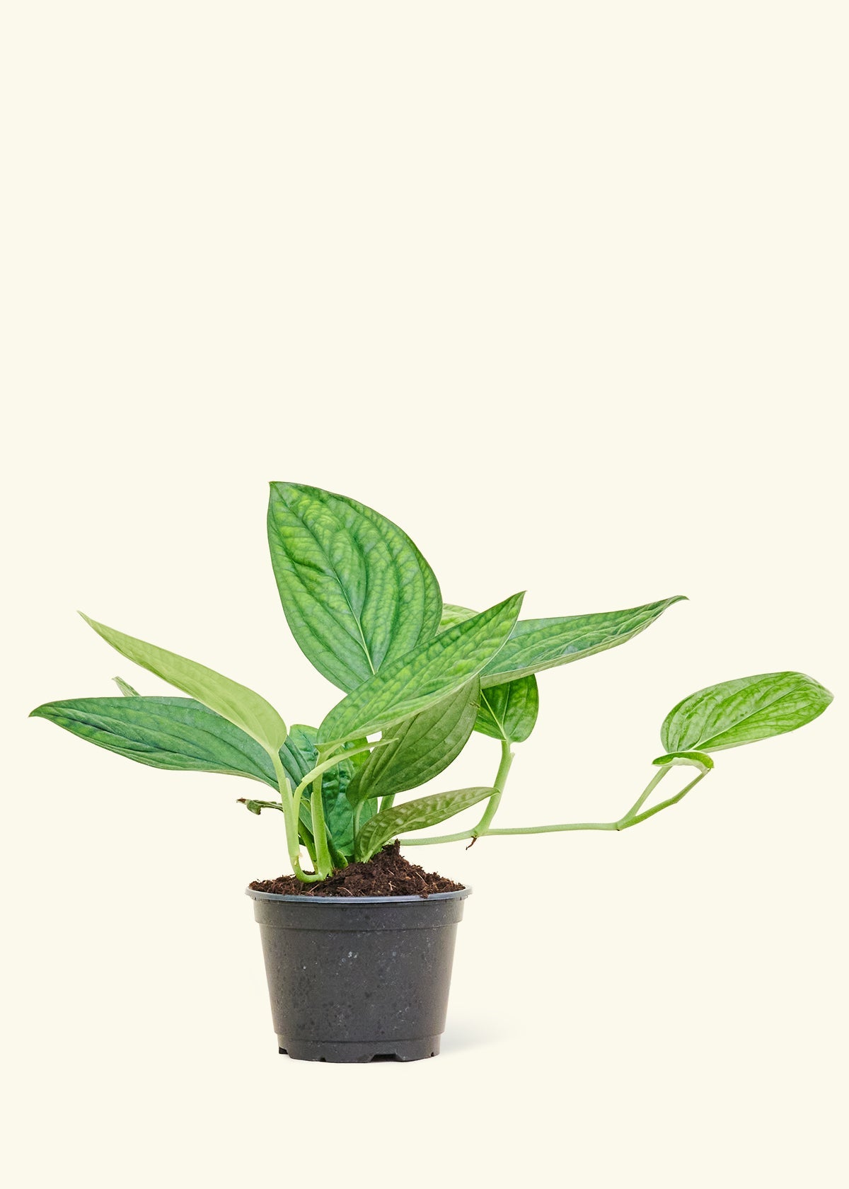 monstera peru plant for sale Monstera 'Peru' – Hey Rooted