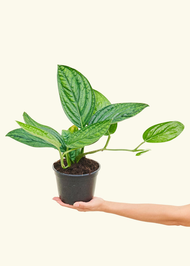 Monstera 'Peru', Medium in a 6 inches grow pot