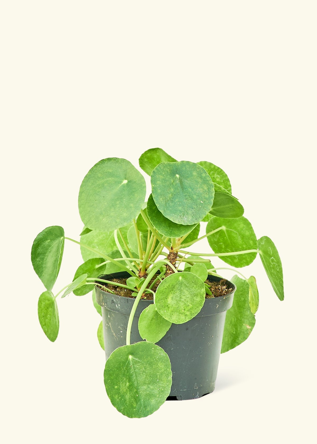 chinese money plant origin Chinese Money Plant – Hey Rooted