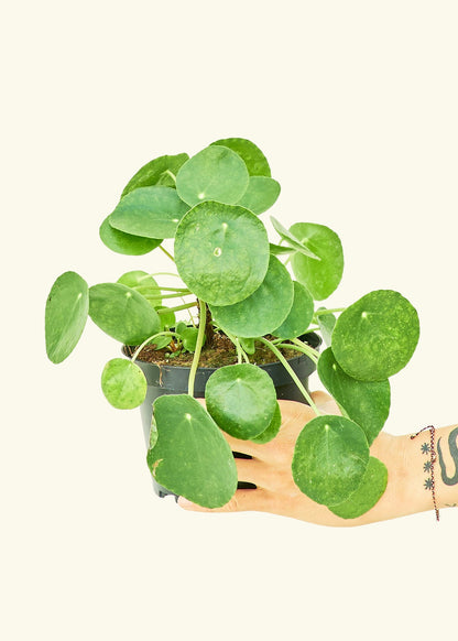 Chinese Money Plant in a 6 inches grow pot