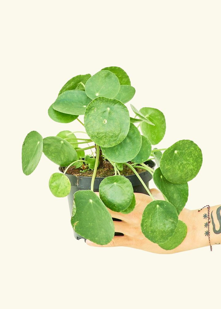 Chinese Money Plant in a 6 inches grow pot