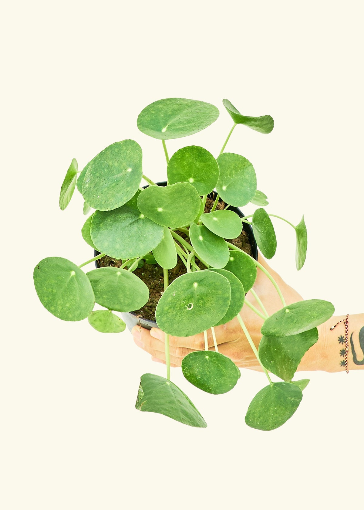 Chinese Money Plant in a 6 inches grow pot