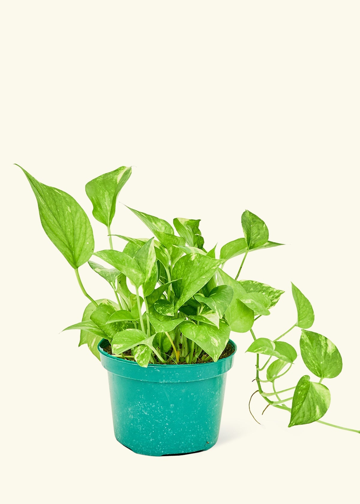 pothos plant for sale philippines Golden Pothos – Hey Rooted