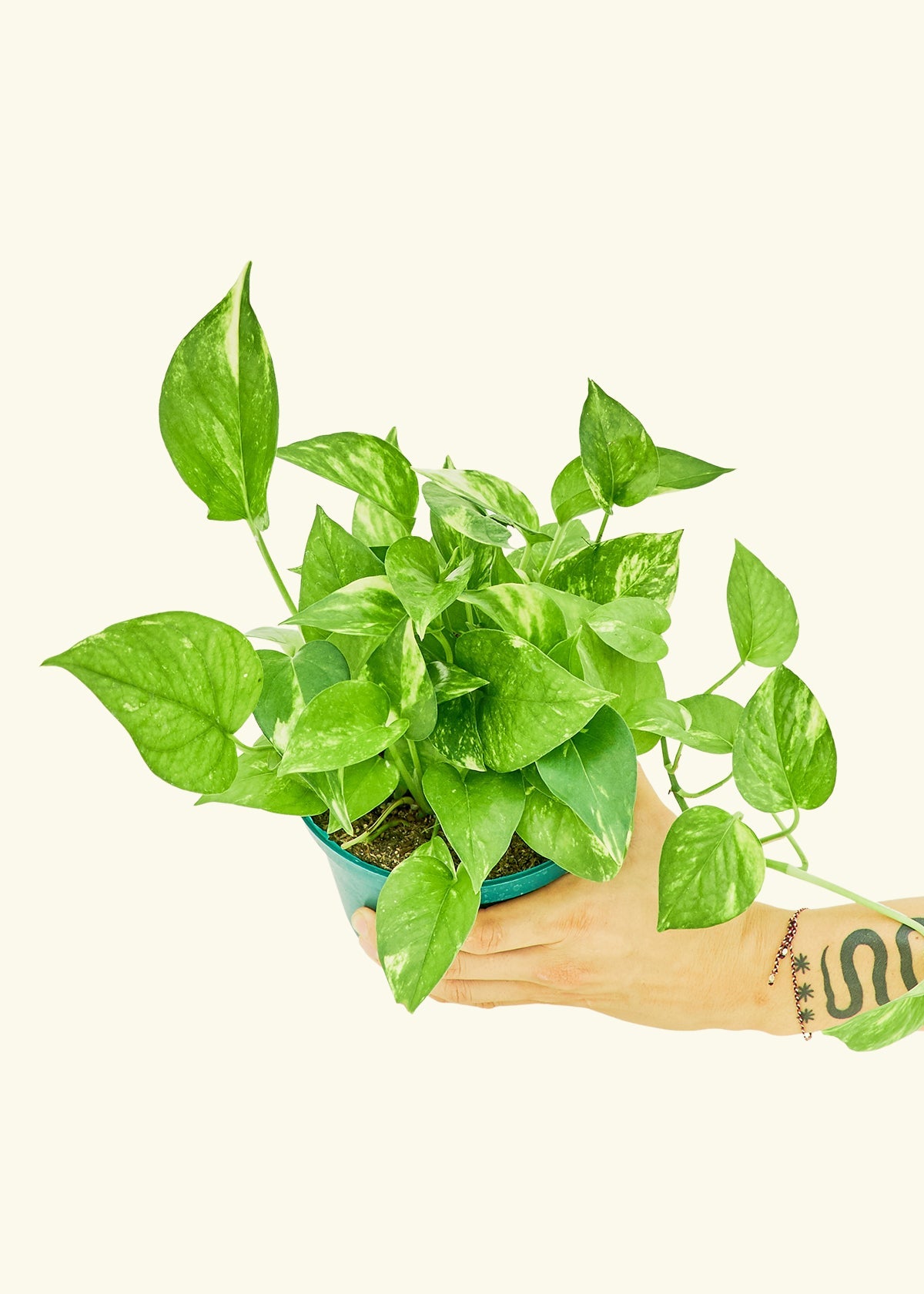 Golden Pothos in a 6 inches grow pot