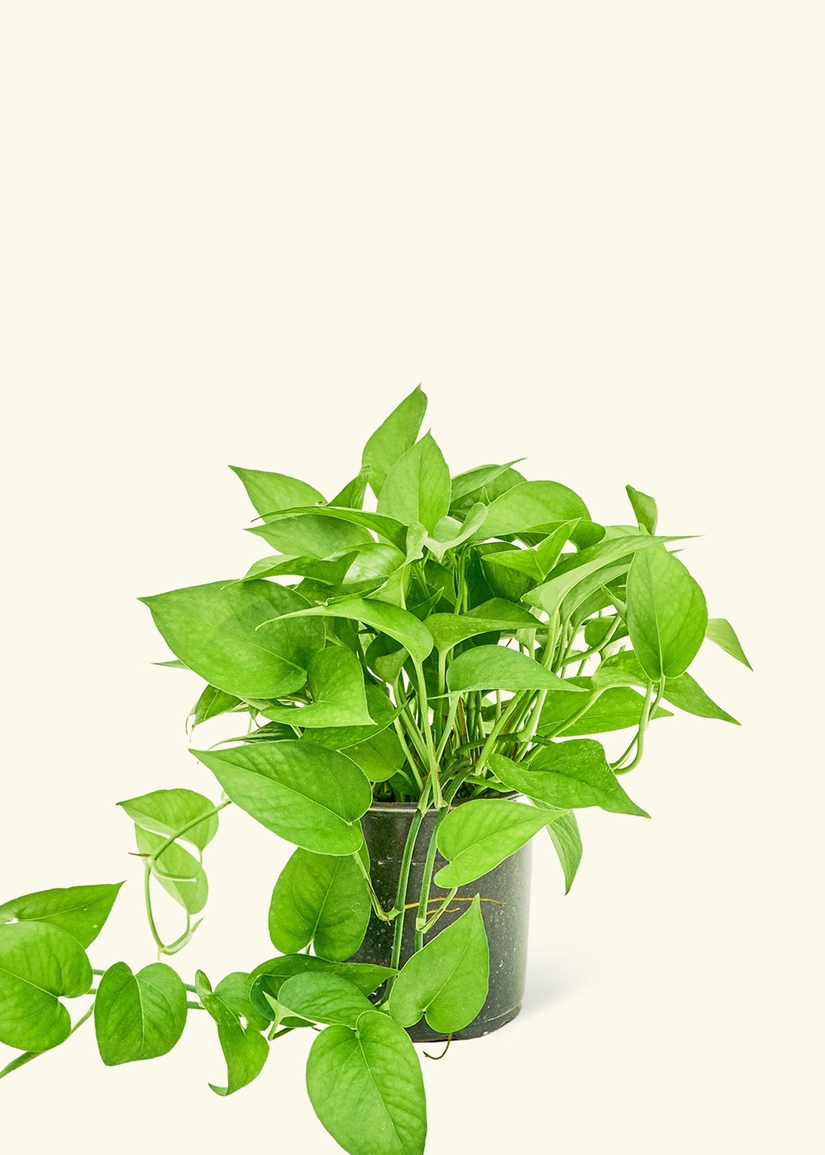 Pothos Jade in a 6 inches grow pot