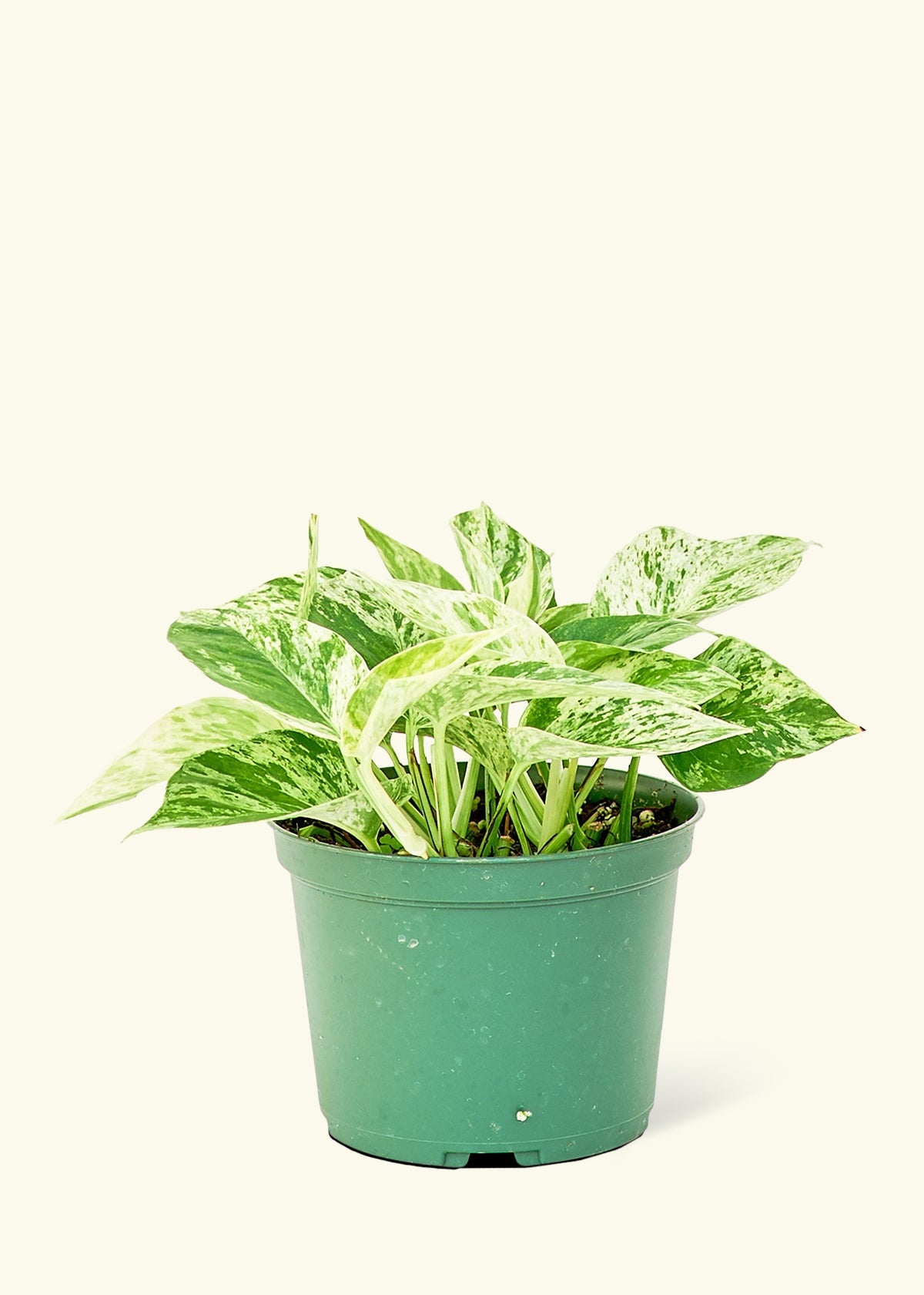 marble queen pothos plants Marble Queen Pothos – Hey Rooted