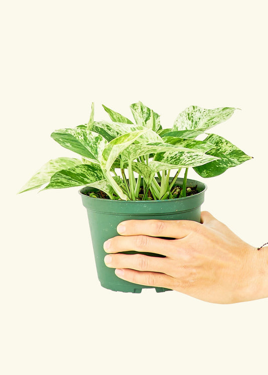 Pothos Marble Queen in a 6 inches grow pot