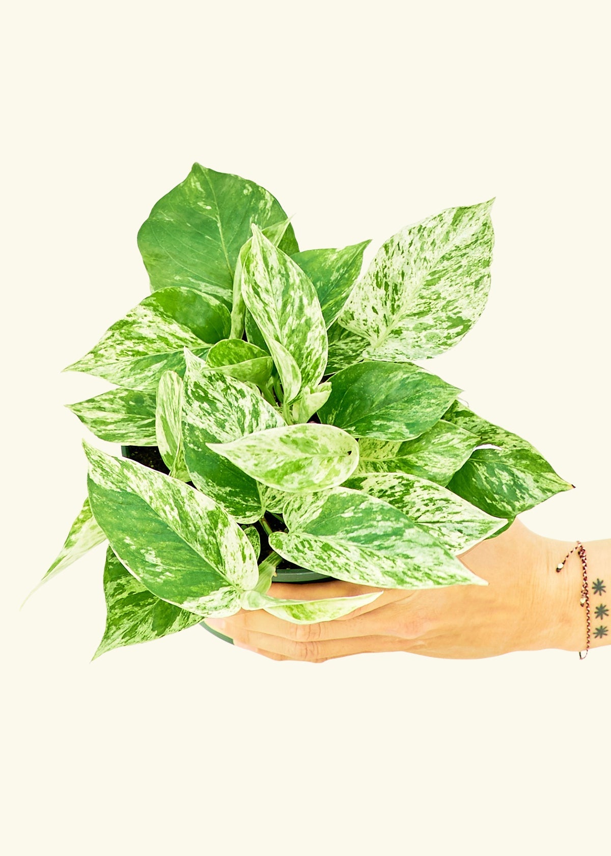 Pothos Marble Queen in a 6 inches grow pot