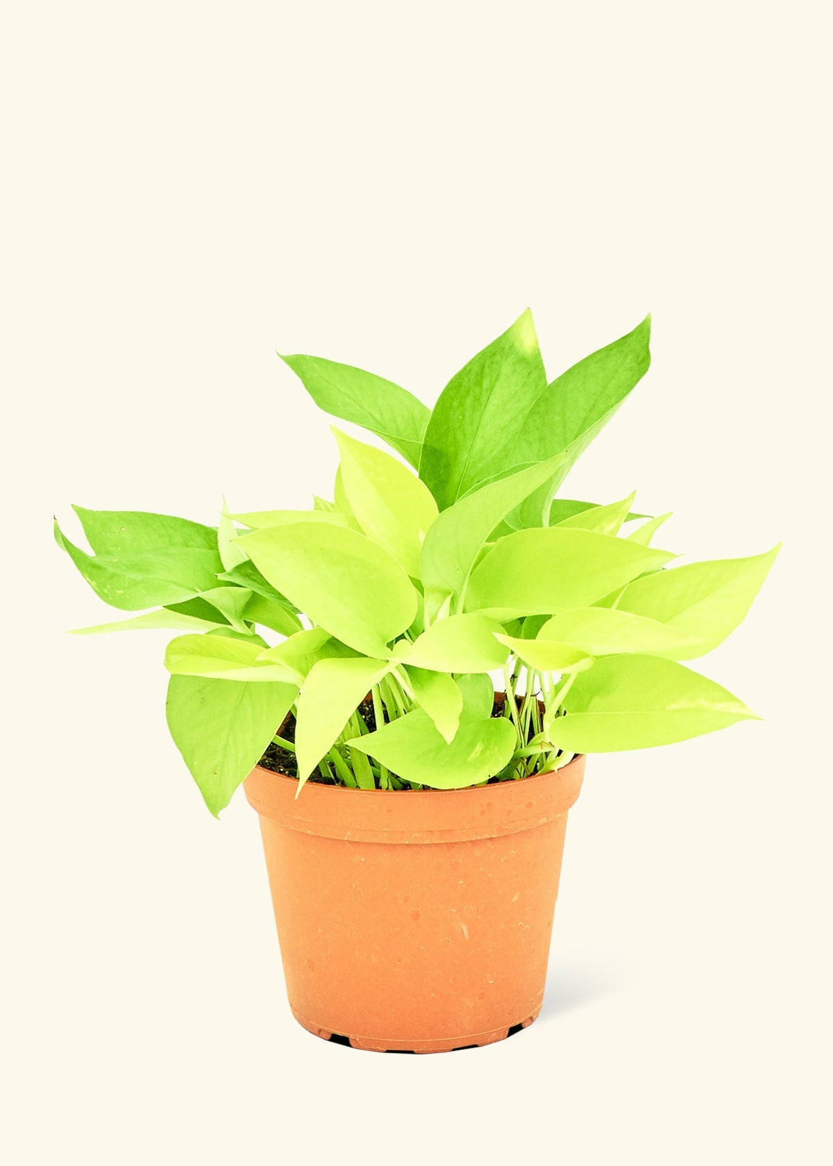 Neon Pothos in a 6 inches grow pot