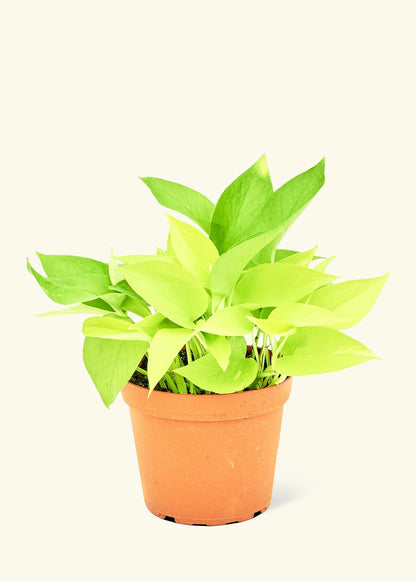 Neon Pothos in a 6 inches grow pot