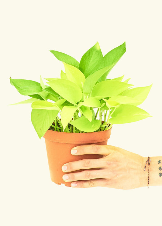 Neon Pothos in a 6 inches grow pot
