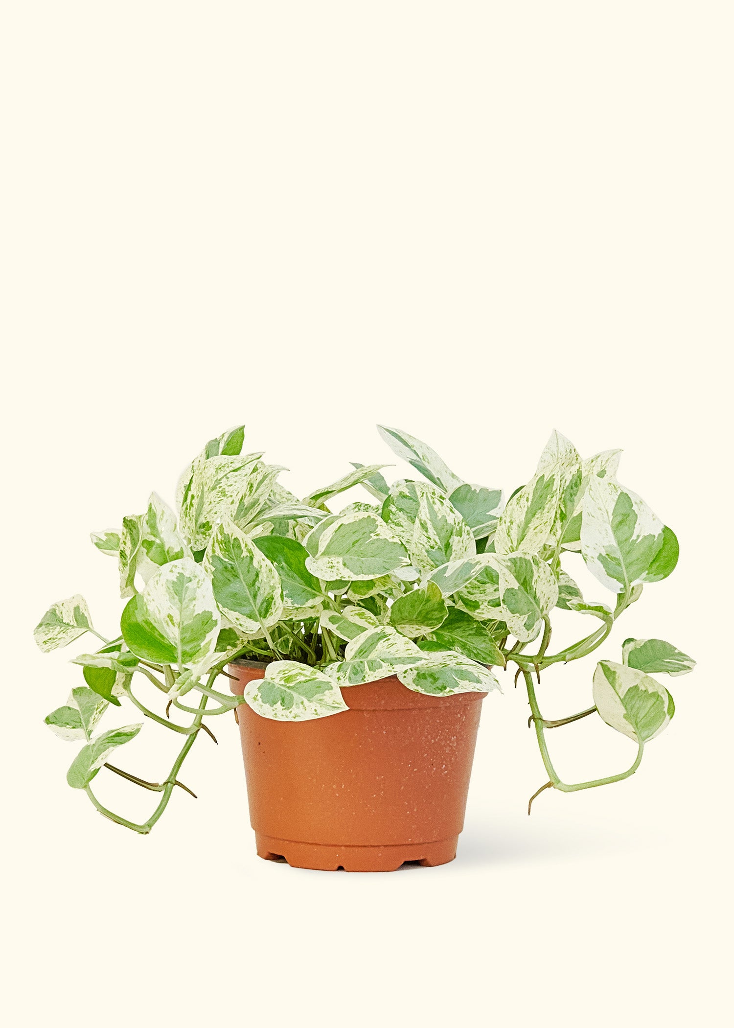 Pothos 'NJoy' in a 6" pot.