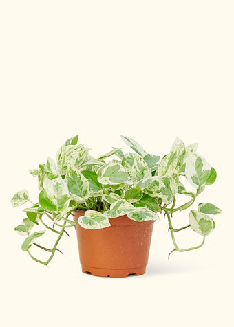 Pothos 'Pearl and Jade'